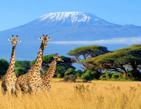 ONE- OR TWO-DAYS HIKE ON MOUNT KILIMANJARO