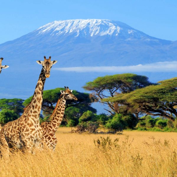 ONE- OR TWO-DAYS HIKE ON MOUNT KILIMANJARO